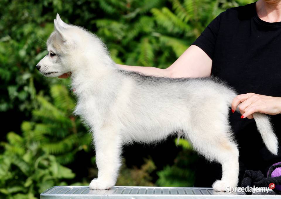 Siberian Husky ZKwP Żukowo sprzedam