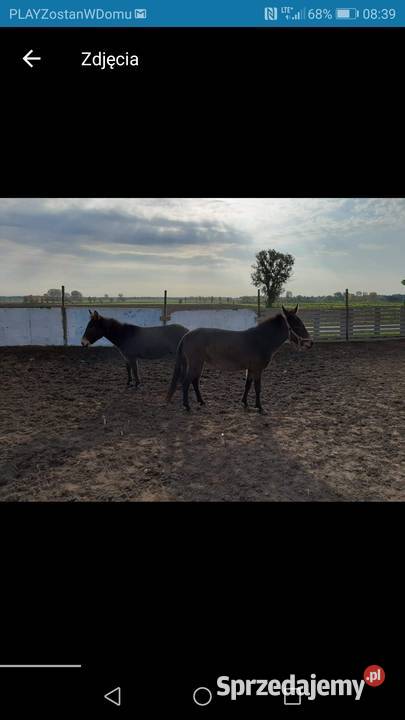 Sprzedam muly Kościan