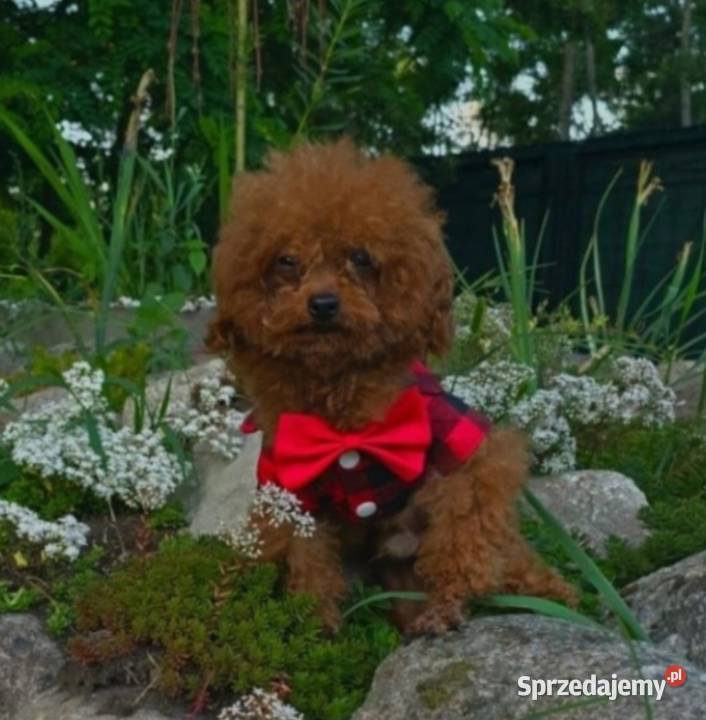 Pudel toy piesek red