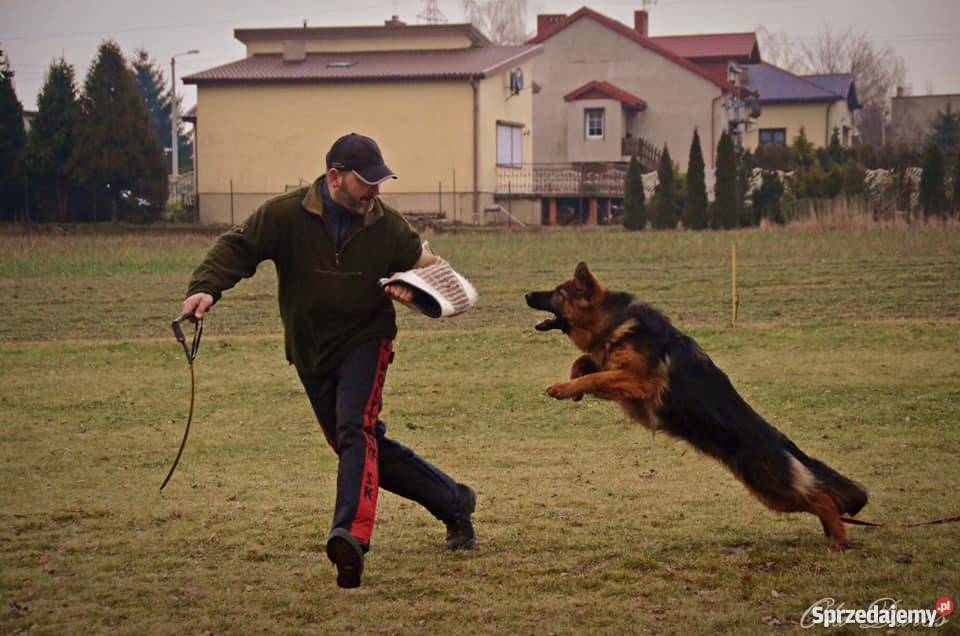 Owczarek niemiecki długowłosy szczenięta rodowód