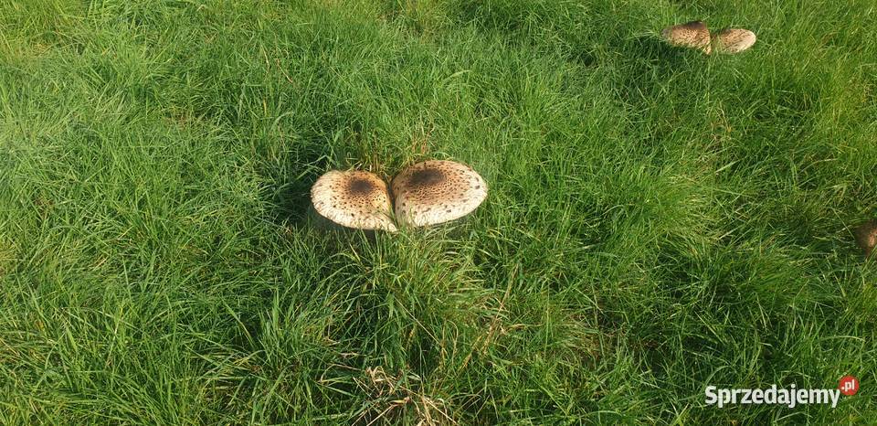 Grzyby Kanie świeże 210 Kraków