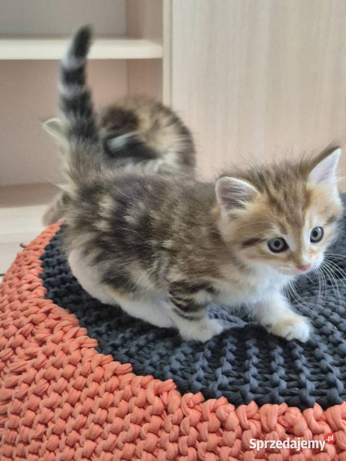 Kocurek Syberyjski NIKOŚ rodowód FIFE FPL 3 600 Stary Broniszew