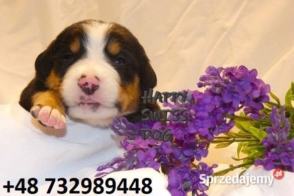 Duży Szwajcarski Pies Pasterski szczeniak