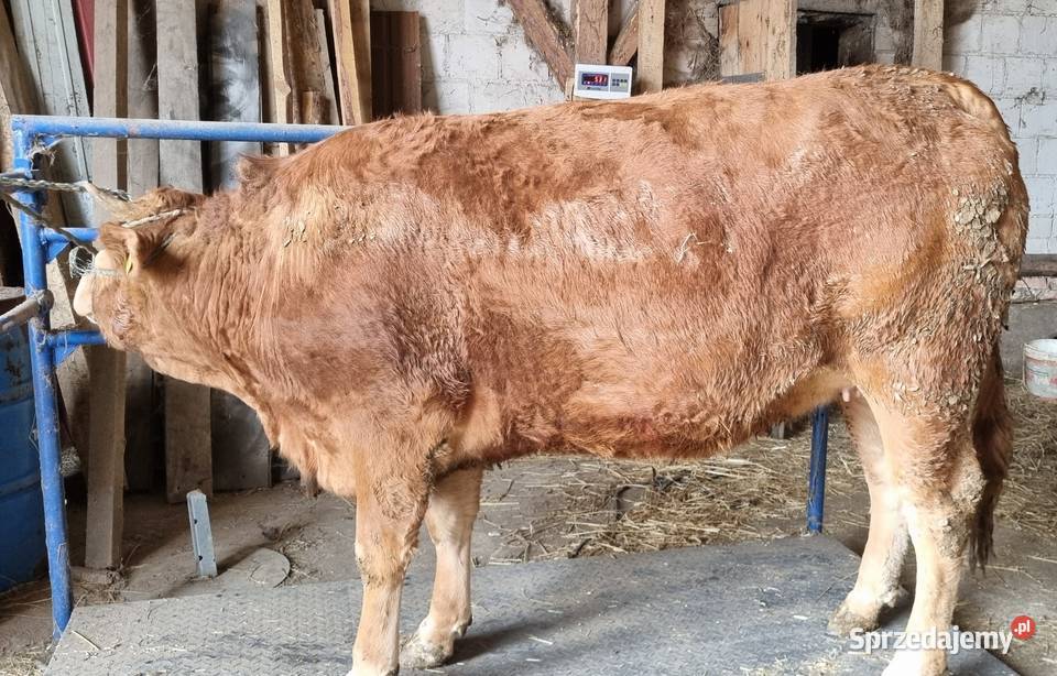 Jałowica cielna mięsna limousine hereford Zambrów