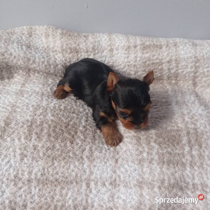 Yorkshire terrier Śliczna mini suczka lubuskie Nowe Miasteczko