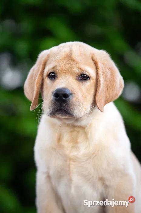 Szczeniak labradora zachodniopomorskie