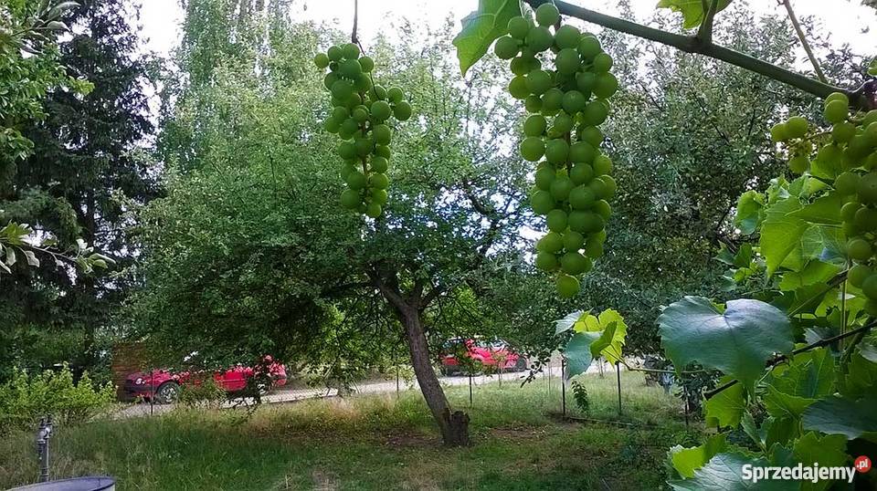 Sprzedam działkę ROD na Smochowicach w Poznaniu