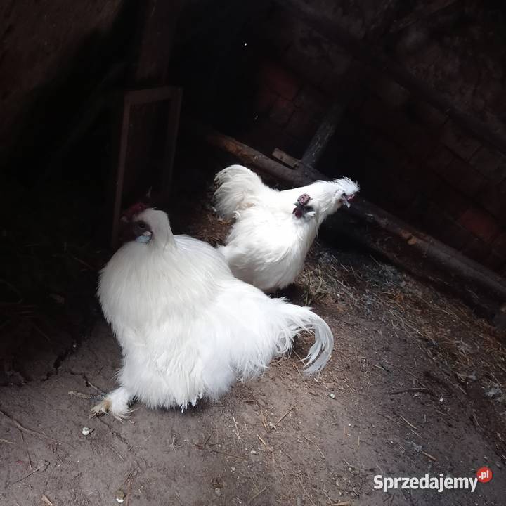 Śliczne sileczki Ptaki Szprotawa sprzedam
