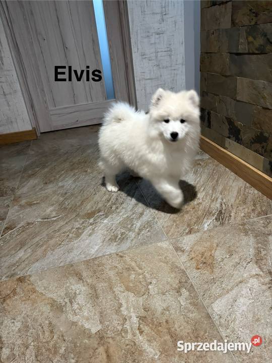 Szczenięta Samoyed