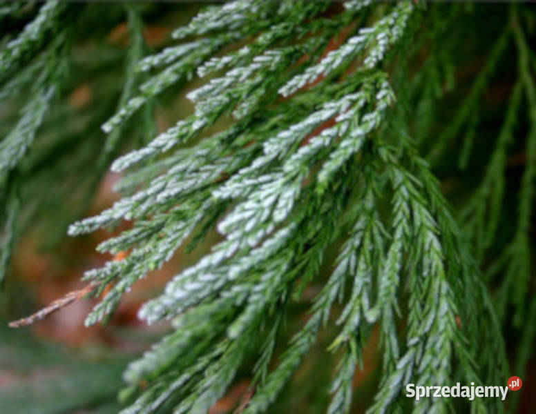 MAMUTOWIEC OLBRZYMI Sequoiadendron giganteum Lubanie sprzedam