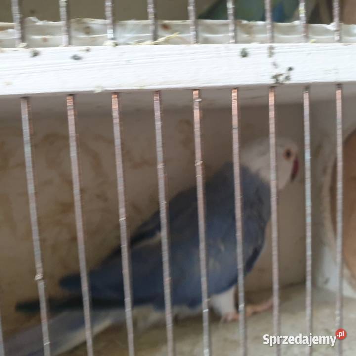 Aleksandretta obrożna g o Wrocław