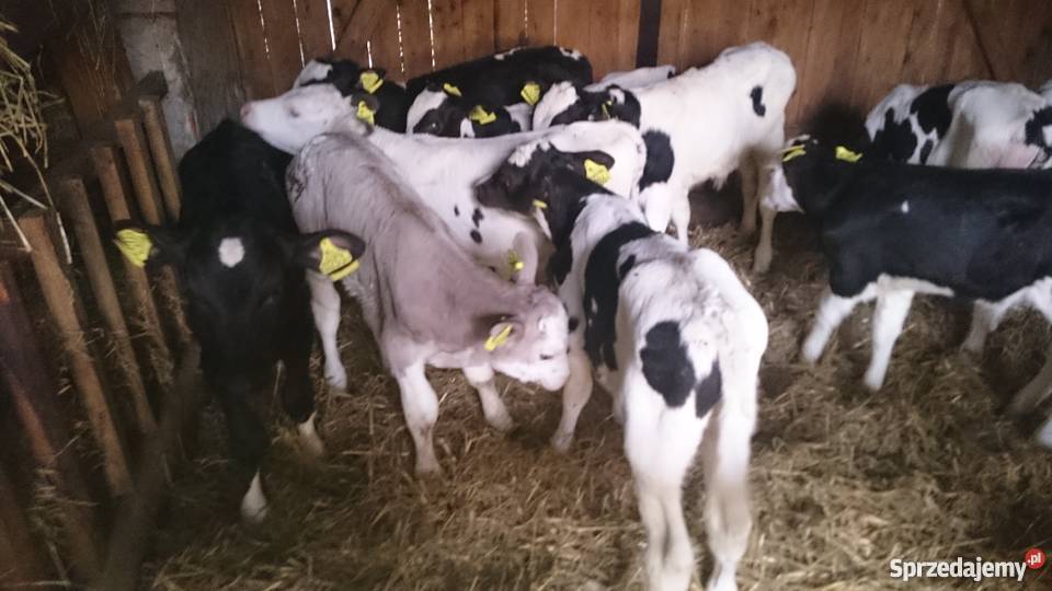 Byczki i jałówki sprzedam mięsne mieszane i ho Golub-Dobrzyń