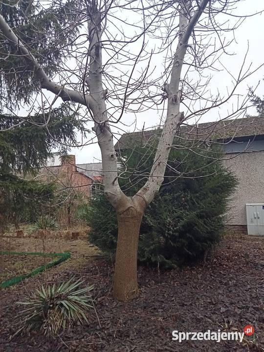 drewno orzecha włoskiego Nowy Tomyśl