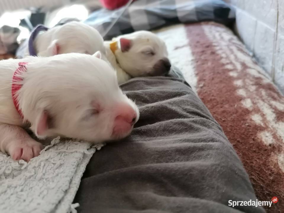 Piękny Maltańczyk z rodowodem Maltańczyk śląskie Mysłowice