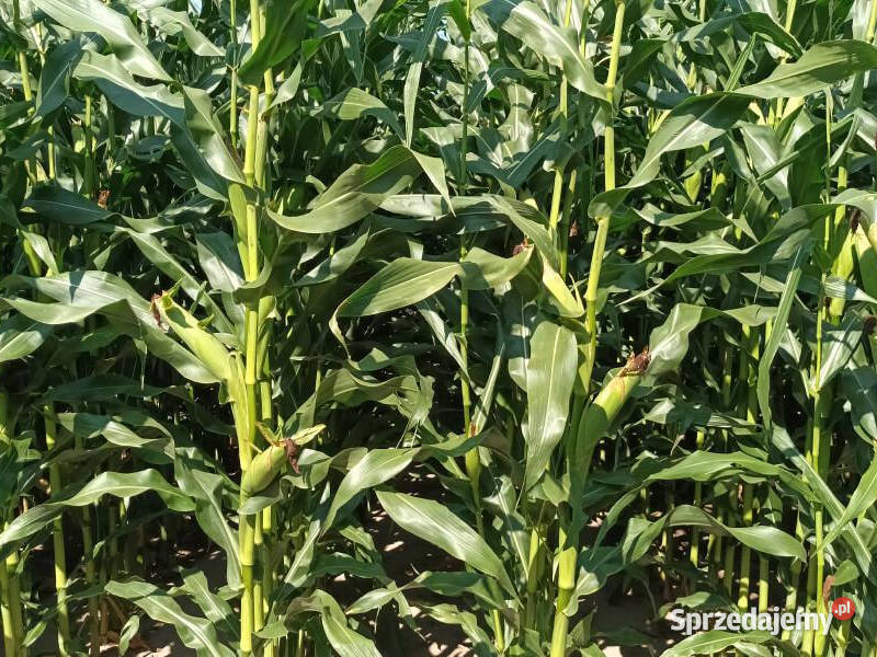 Nasiona kukurydza SY Olivia FAO 240250 na ziarno kujawsko-pomorskie Bydgoszcz
