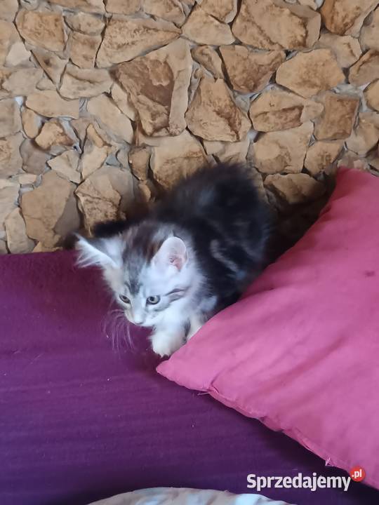 Przepiękne kocięta Maine coon do rezerwacji świętokrzyskie Ostrowiec Świętokrzyski