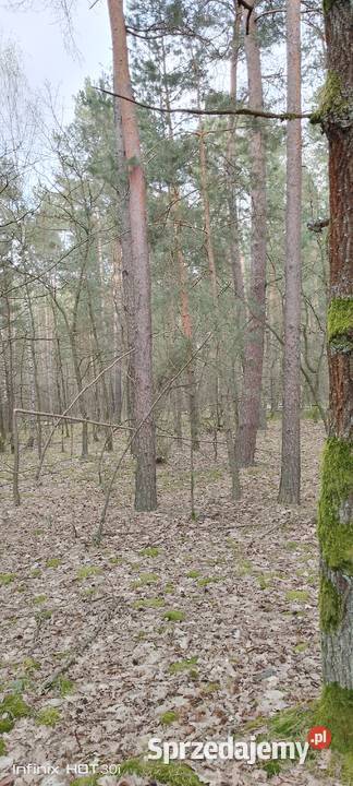 Sprzedam las 60zł/m2 Żmijewo-Kuce