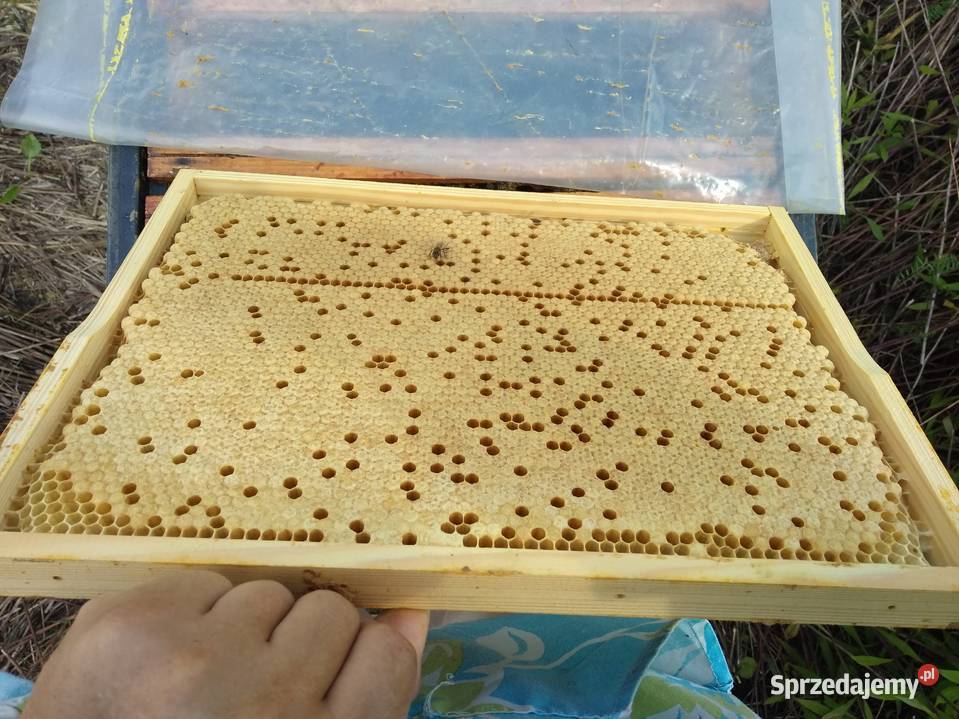 Rodziny pszczele pszczoły 10 ramek Wielkopolskie Wólka Radzymińska sprzedam