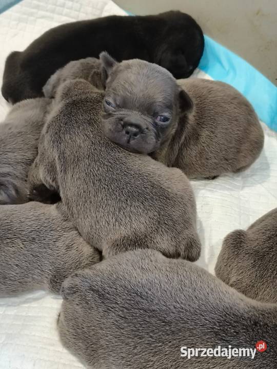 Buldog francuski piesek pomorskie Gdańsk