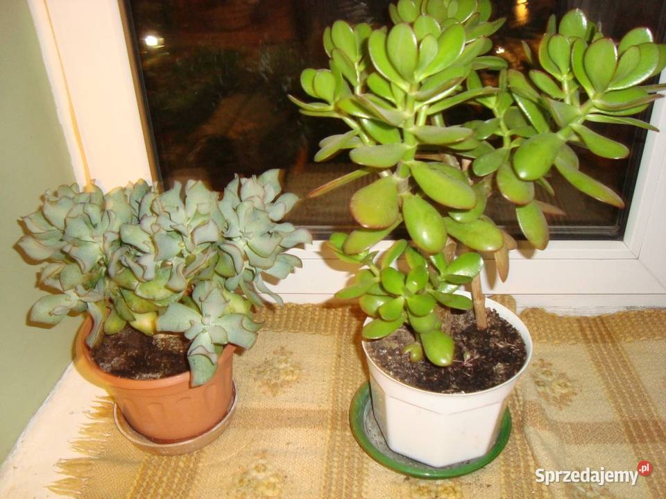 Drzewko szczęścia sprzedam