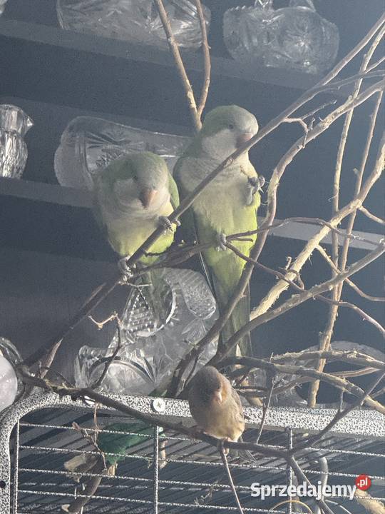 Mnichy Nizinne do woliery Pruszków sprzedam