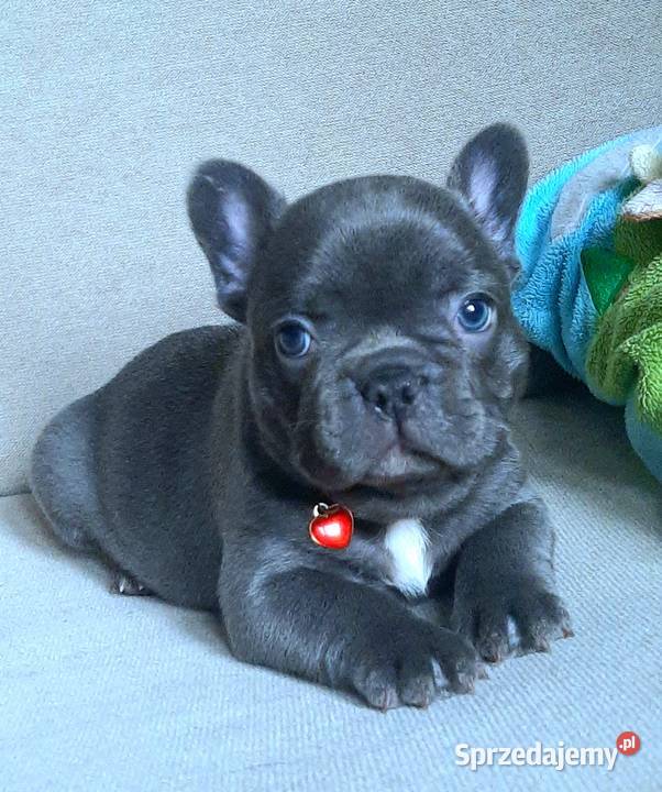 Buldog francuski piesek Pabianice