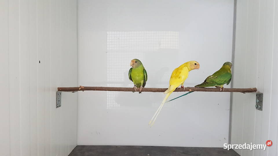 Aleksandretta śliwogłowa aleksandretty Ptaki Leszno sprzedam