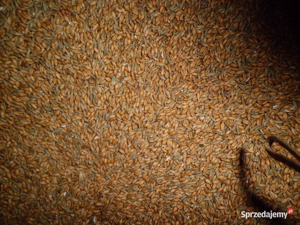 Pszenżyto paszowe żyto ok40 ton
