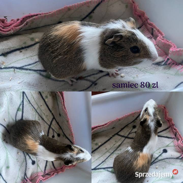 Świnki morskie sprzedam wielkopolskie Dobra Nadzieja