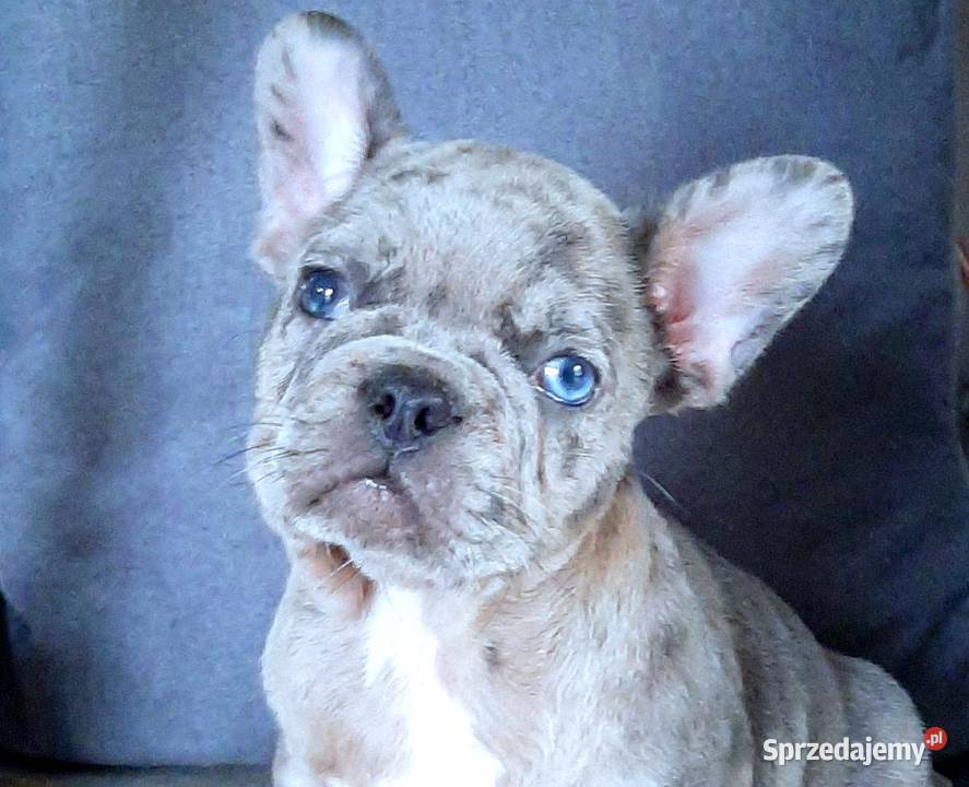 Buldog francuski pieski Pabianice