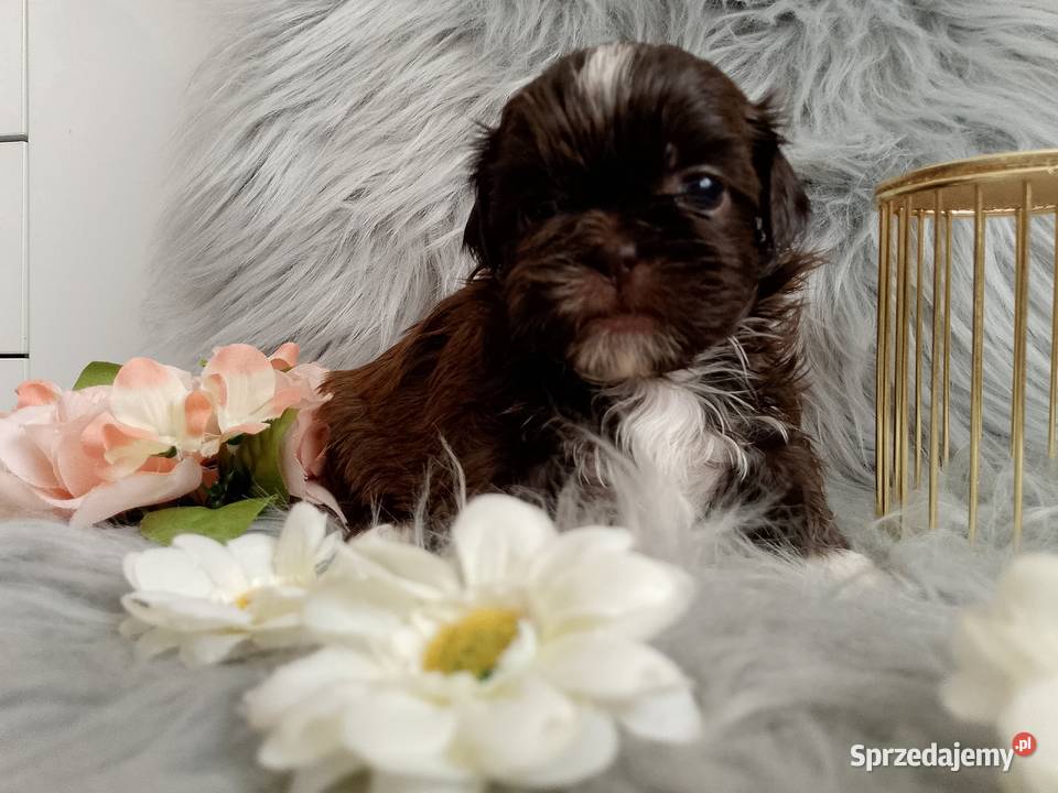 Czekoladowa suczka rasy ShihTzu Namysłów