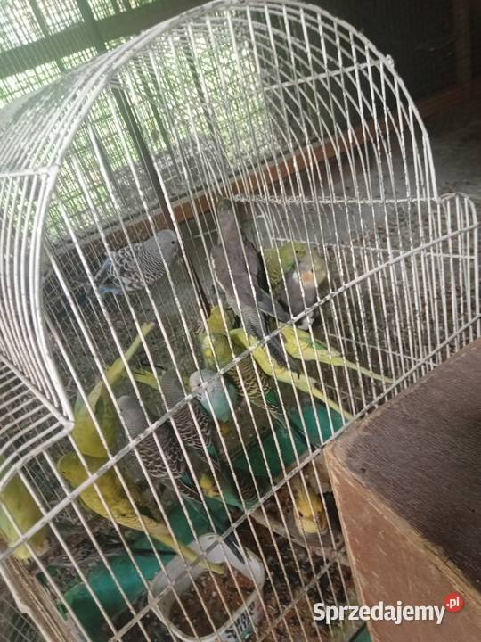 Faliste Wawrzeńczyce