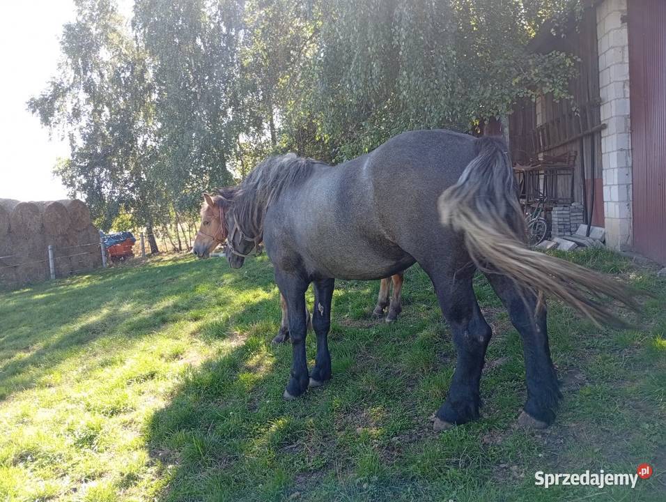 Zaprzęgana siwa klacz świętokrzyskie Waśniów