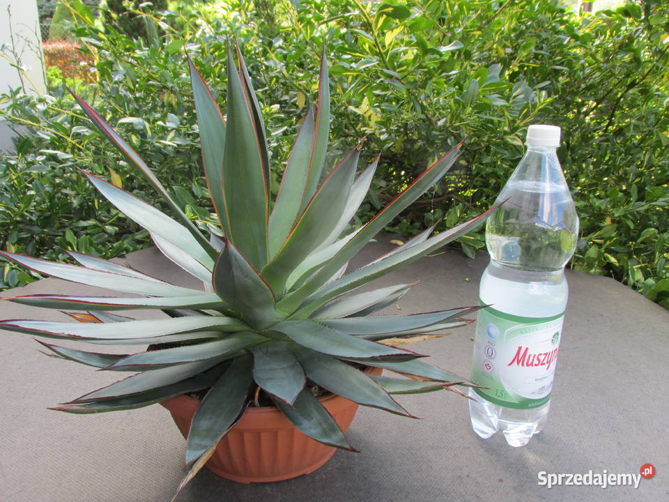 Prześliczna dorosła agawa z czerwonymi brzegami Pozostałe Kraków sprzedam