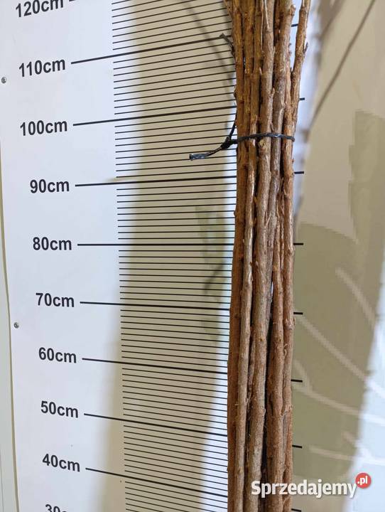 Porzeczka złota RYBES RIBES do szczepienia lubelskie