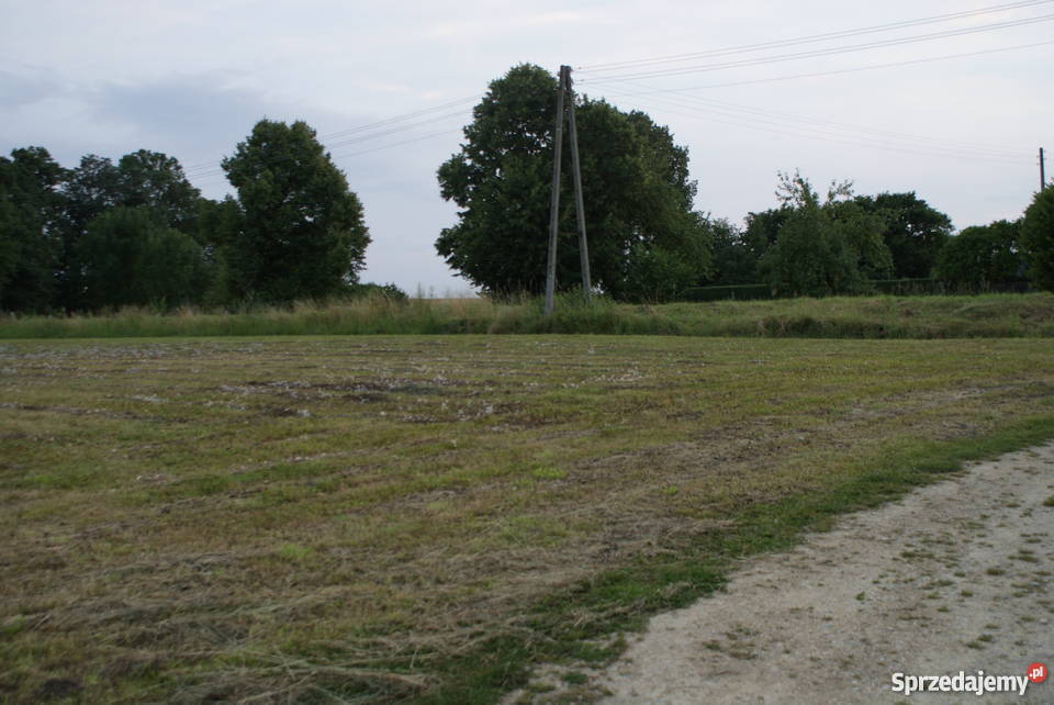 Sprzedam 55zł/m2 Płużniczka