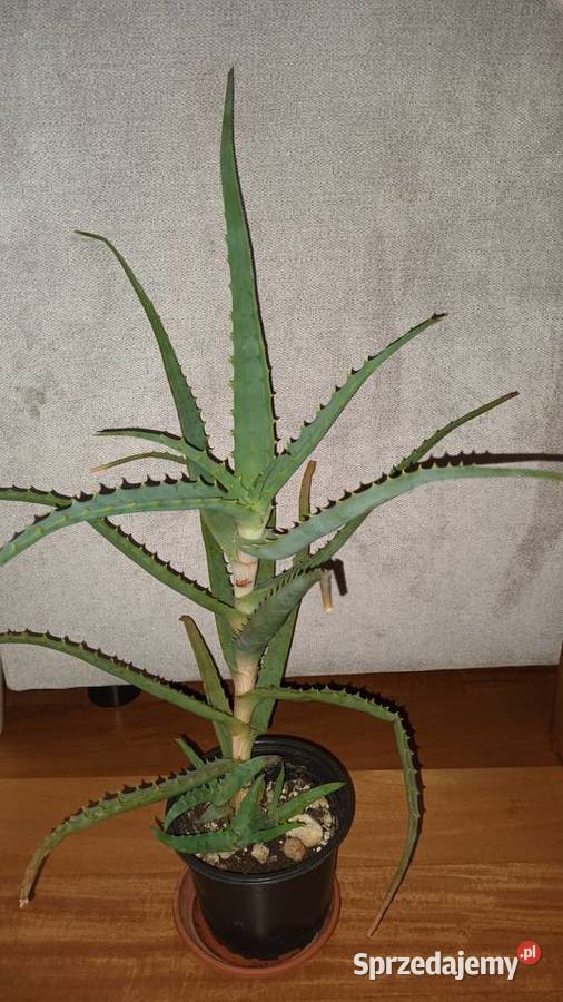 Aloes duża wieloletnia roślina wysokość 50 Warszawa sprzedam