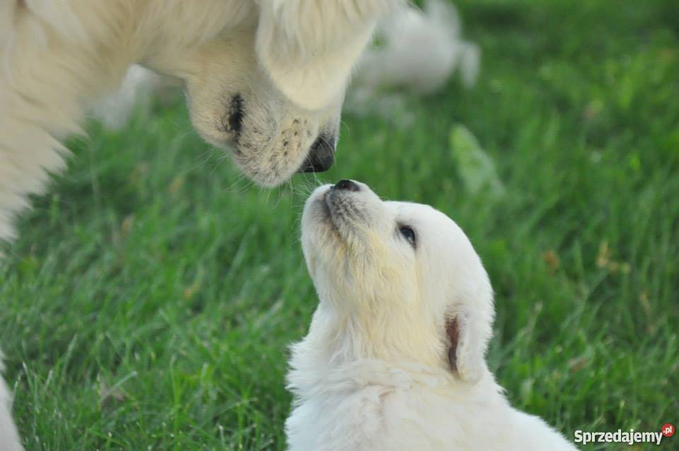 Owczarek podhalański ZkwP FCI szczeniaki Nałęczów sprzedam