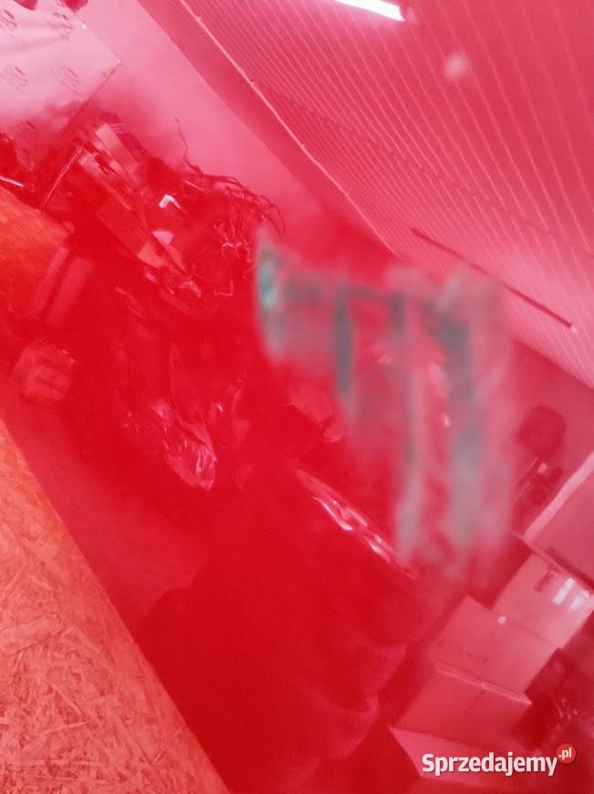 Drzwi Prawy Tył Audi Q3 83A 2018 83A833124C Pleszew sprzedam