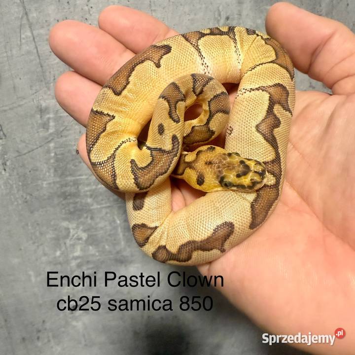 Wąż królewski mazowieckie