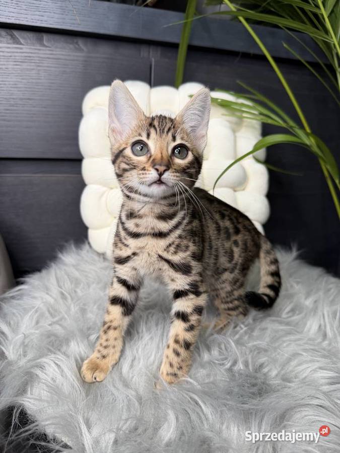 Łagodna samica Savannah F6