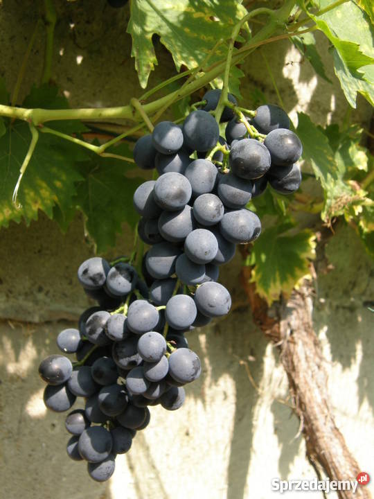 Sadzonki winorośli winogron winnica Kraków Nieznanowice