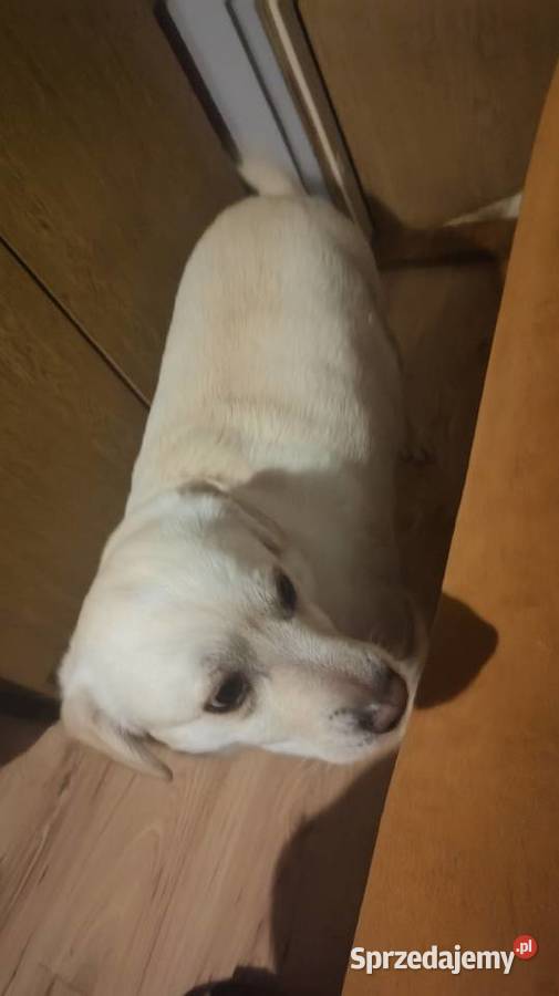 Oddam pieska w ręce Zamość