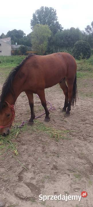 Sprzedam konia polskiego dwu letniego wałach Konie Sieradz