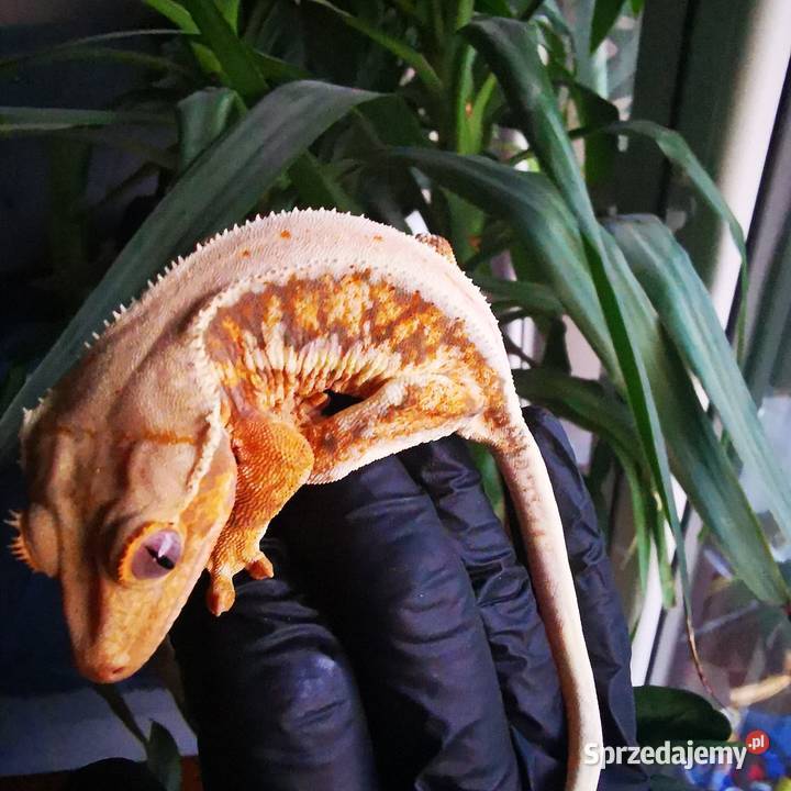 Samica gekon orzęsiony lilly white małopolskie Kraków