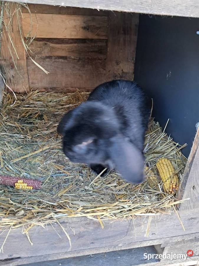 Królik baran Gomulin