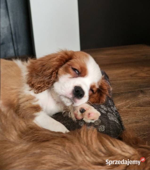 Cavalier king chals spaniel Wolica