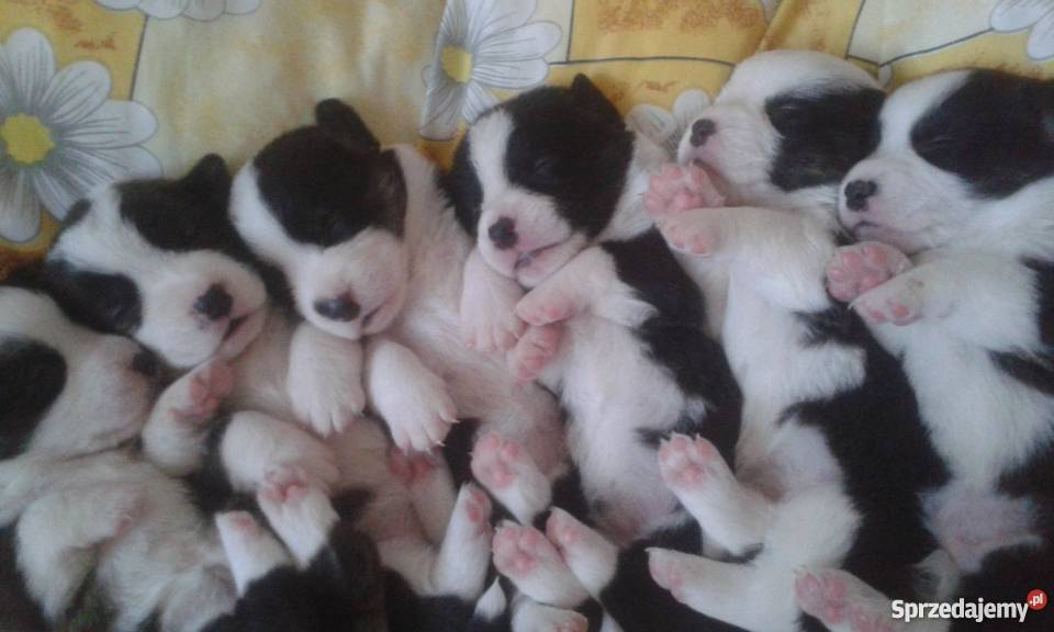 welsh corgi cardigan owczarek walijski Skierniewice sprzedam