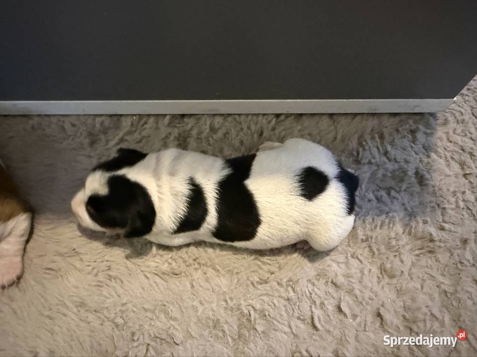 Jack Russell terrier szczeniak suczka śląskie Dębie sprzedam