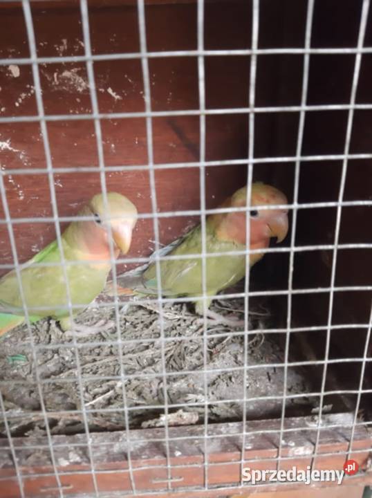 Papugi nierozłączki